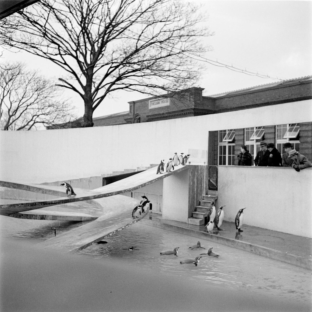 Penguin Pool of London / Berthold Lubetkin
