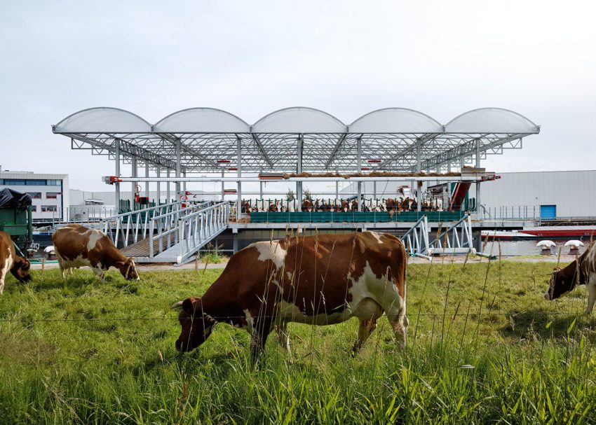 Floating Farm Dairy in Rotterdam / GOLDSMITH Company