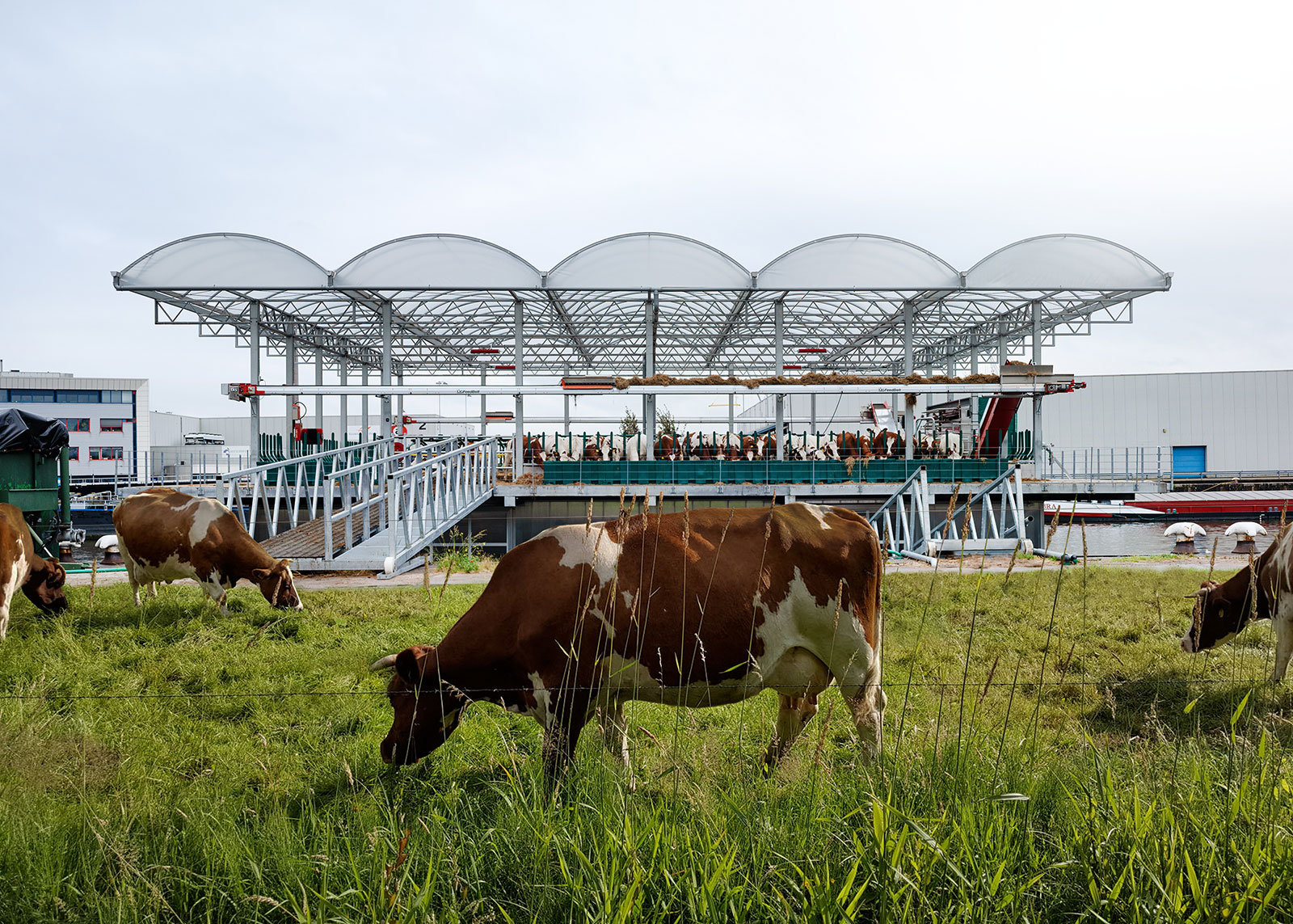 Exterior of floating Farm Dairy in Rotterdam by GOLDSMITH Company. Cows in the city.