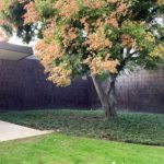 Garden tree - Norton Simon Museum in Pasadena / Ladd & Kelsey Architects
