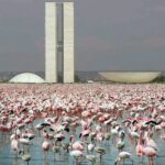 National Congress Brazil Oscar Niemeyer Brazilia Architecture ArchEyes flamingos